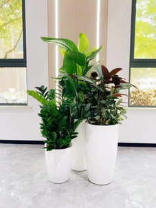 实惠植物租赁哪里找？鄞州这里别错过！